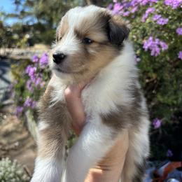Lily - Sable merle and white female Shetland Sheepdog puppy in Oakley, California from SquiresShelties