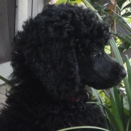 Poodle Puppies from Arindayle Standard Poodles