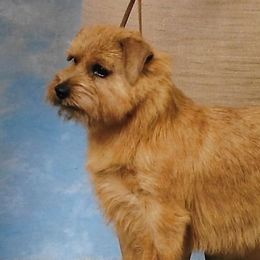 Walker - Norfolk Terrier