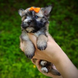 Companion Cross, Havanese, Mal-Shi, Maltese, Maltipoo, Morkie, and Shih Tzu Puppies from Seeking Shalom Acres Maltese, Maltipoos & Havamalts