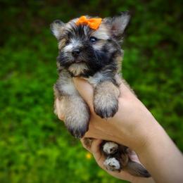 Companion Cross, Havanese, Mal-Shi, Maltese, Maltipoo, Morkie, and Shih Tzu Puppies from Seeking Shalom Acres Maltese, Maltipoos & Havamalts