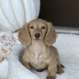 Holden - Cream male Dachshund puppy in Bentonville, Arkansas from Boujee Buns Dachshunds