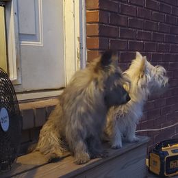 Cairn Terrier Puppies from Ferguson's Cairn Terriers