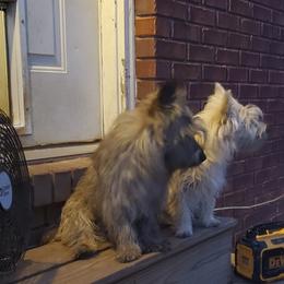 Cairn Terrier Puppies from Ferguson's Cairn Terriers