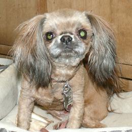 Mia - Shih Tzu
