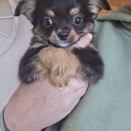 Fudge - Black and tan male Chihuahua puppy in Xenia, Ohio from Moose Creek Chihuahua's