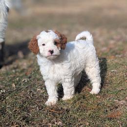 Angel - White female Cavapoo puppy in Amboy, Indiana from Wag'in Tails
