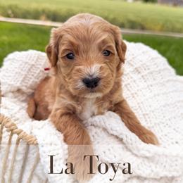 La Toya - Cream female Goldendoodle puppy in Melba, Idaho from KZ Doodles