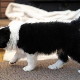 Border Collie Puppies from Hazelwood Border Collies