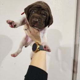 Red Boy - Liver and white male German Shorthaired Pointer puppy in Nampa, Idaho from Heart Mountain Cavaliers & Floating Feathers Kennel