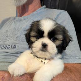 Neil - Black gold and white male Shih Tzu puppy in Clyde, North Carolina from Shawgo Pups