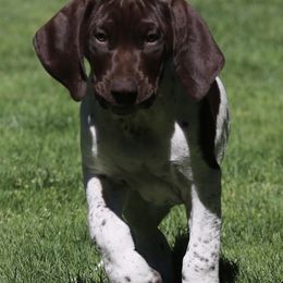 German Shorthaired Pointer Puppies from Wooldridge Kennels