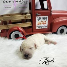 Apple - Cream female Poodle puppy in Mancelona, Michigan from Lavender poodles & doodles