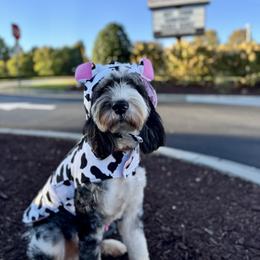 Assorted Doodle Crosses, Aussiedoodle, Australian Mountain Doodle, and Miniature Australian Shepherd Puppies from Aspen Mountain Doodles LLC