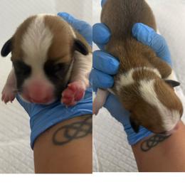 Austin (AKC) - Red male Pembroke Welsh Corgi puppy in Loma Linda, California from Osorio’s Corgis