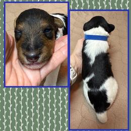 Boy 1 - Wire Fox Terrier puppy from Linwood Wires