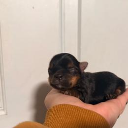London - Black and tan female Yorkshire Terrier puppy in Boone, North Carolina from Coffeycup Yorkies