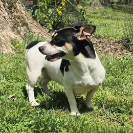 Kalie - Teddy Roosevelt Terrier