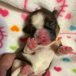 Demi - Brindle female Shih Tzu puppy in Temple, Pennsylvania from Kathy Diego's Shih Tzus