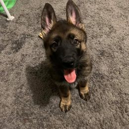 German Shepherd Puppies from Haus Heckfeuer