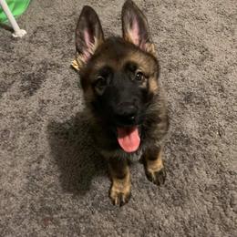 German Shepherd Puppies from Haus Heckfeuer