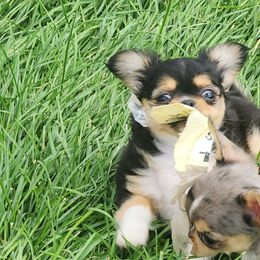 Allie - Black and tan female Chihuahua puppy in Tremonten, Utah from Qu-Te's Chihuahuas
