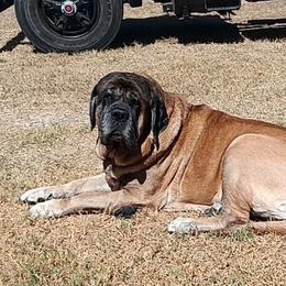 Tank - Mastiff