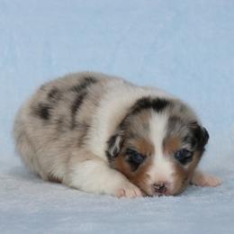 Winchester - Blue merle male Australian Shepherd puppy in Circleville, Utah from Canyon Creek Aussies