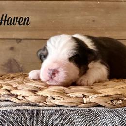 Haven - Black tri-color female Australian Shepherd puppy in Kearney, Nebraska from Helix Aussies