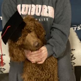 Woody - Poodle