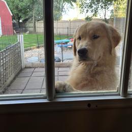 Charmer - Golden Retriever