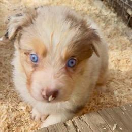 Scarlett - Red merle female Australian Shepherd puppy in Ellensburg, Washington from Creekside Aussies