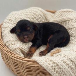 Java - Black and tan male Cavapoo puppy in Salt Lake City, Utah from SunnySide Mini Doodles