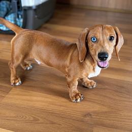 Theo - Red Dapple - Pet Only - Dapple male Dachshund puppy in Pauls Valley, Oklahoma from Simply Happy Dachshunds