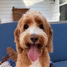 Faith - Australian Labradoodle