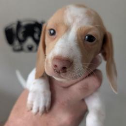Penny - Piebald female Dachshund puppy in Marshall, Texas from Wilson's Kennels