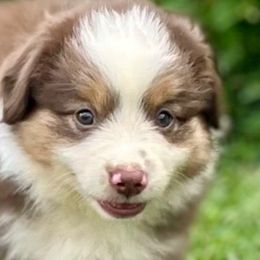 Boy 3 (silver collar) - Miniature Australian Shepherd puppy from E4 Farm Mini Aussie’s