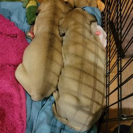 Bullmastiff Puppies from Sunny Beach Bullmastiffs