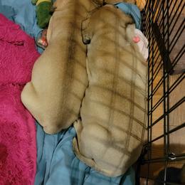 Bullmastiff Puppies from Sunny Beach Bullmastiffs