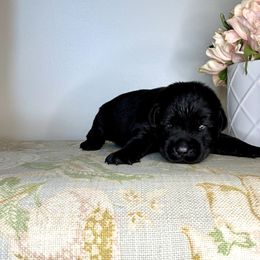 Labrador Retriever Puppies from Salt Run Retrievers
