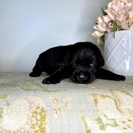Labrador Retriever Puppies from Salt Run Retrievers