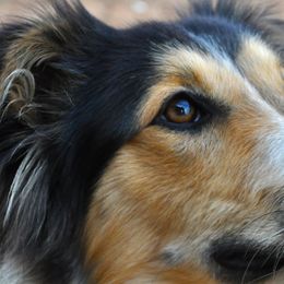 Old Time Scotch Collies from Shepherd's Hearth Old Time Scotch Collies