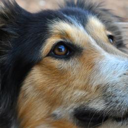 Old Time Scotch Collies from Shepherd's Hearth Old Time Scotch Collies