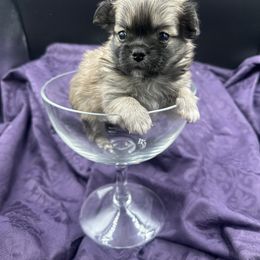 Yoda - Fawn male Mi-Ki puppy in Prospect Heights, Illinois from Metro Mi-kis