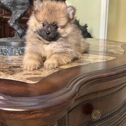 Bear - Orange sable male Pomeranian puppy in Naples, Florida from 🤎 Dreaming Puppies 🐶