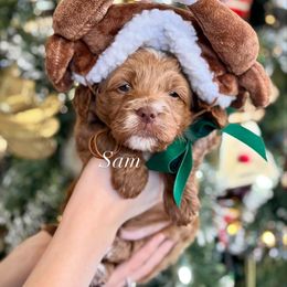 Sam (orange collar) - Red  male Goldendoodle puppy in Murfreesboro, Tennessee from Cherry Lane Farm Doodles