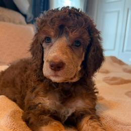 Poodle puppies from Down The Rabbit Hole Poodles