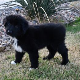 Spruce - Black & white male Australian Shepherd puppy in Stephenville, Texas from Rockin B Australian Shepherds
