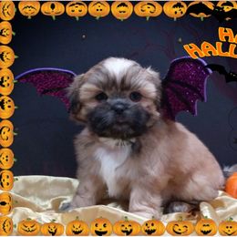 Shih Tzu Puppies from Loyal Shih Tzu