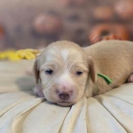 Aspen - Cream male Dachshund puppy in Romney, Indiana from Brown's Valley Dachshunds